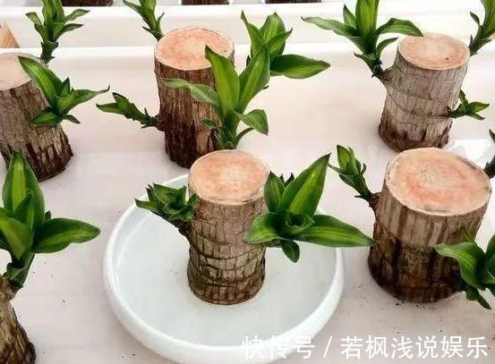 植物|水培植物怕烂根？练就这项技能，啥烦恼都没了