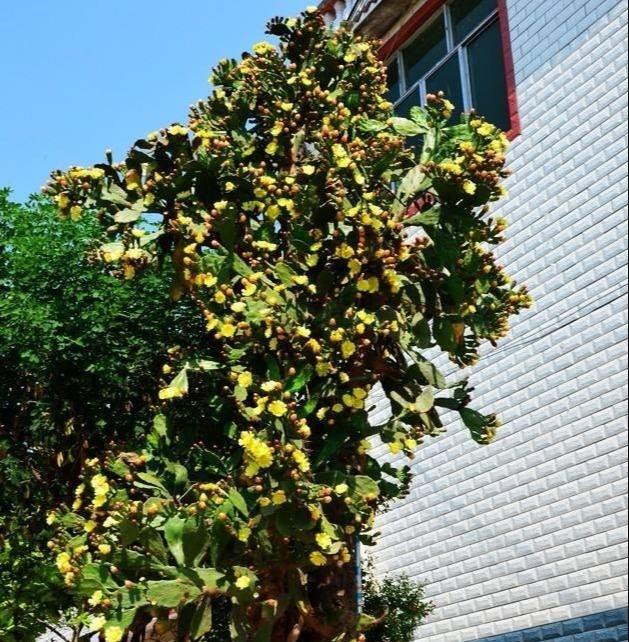 仙人掌养10年,长成老果树,挂满“火龙果”,能摘20斤