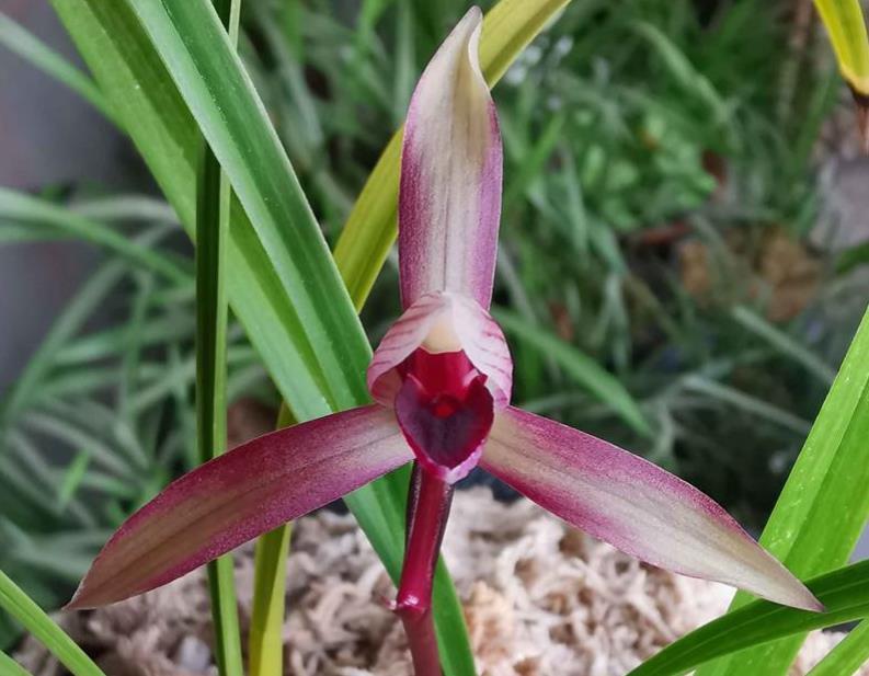 春兰|春兰滇红素,顶级品种,红花浓香,被誉为兰花界的常青树