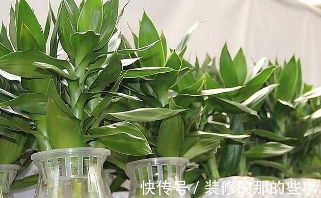 姿态|从8月12日开始,家养此款花卉,花朵姿态万千,家里美成小花园