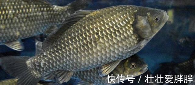 后泡|夏季野钓鲫鱼,麦粒这样用,小鱼闹窝也能钓到大板鲫!
