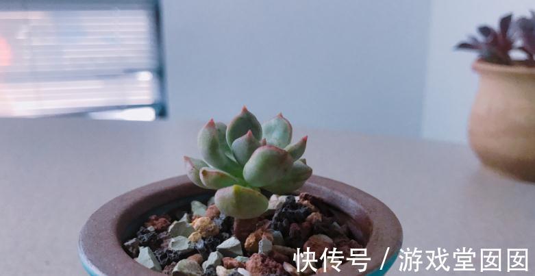 冬天买多肉,虽然价钱便宜,但不注意这些,却难服盆、易伤亡