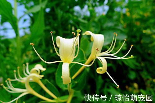 它忍住寒冬,迎来至善至美的大境界,一个“忍”字教我磨难人生!