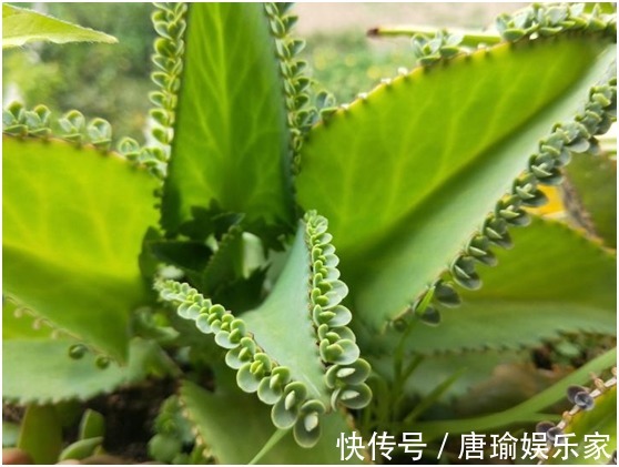 最简单易活的六种花,几个月照顾一次,都能爆盆