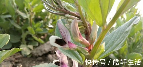 稳定血压|芹菜和它煮是高血压的“克星”，每天吃一点，稳定血压还你健康