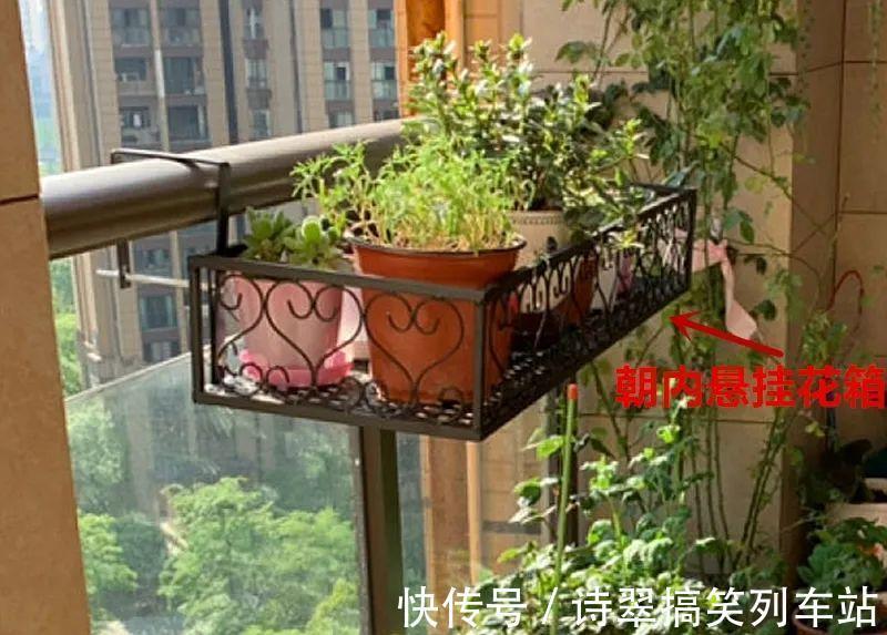 花花|阳台党的烦恼,没有院子,只能挖空心思养花