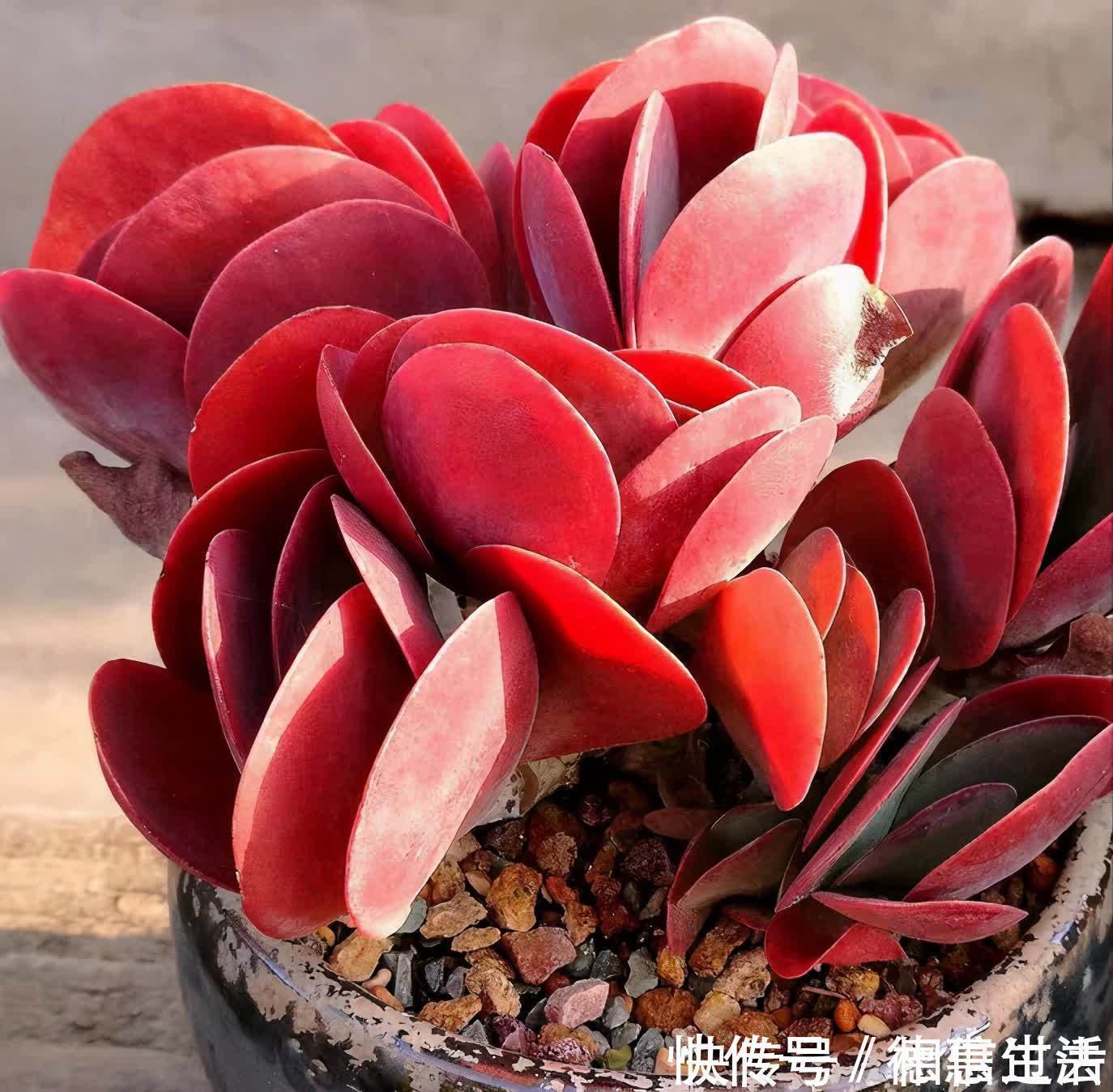 太阳|6种多肉好养活，夏天不休眠，晒晒太阳红彤彤，度夏也萌