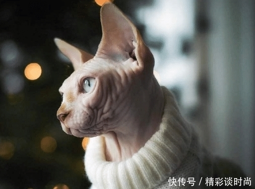 无毛猫的皮肤为什么出油