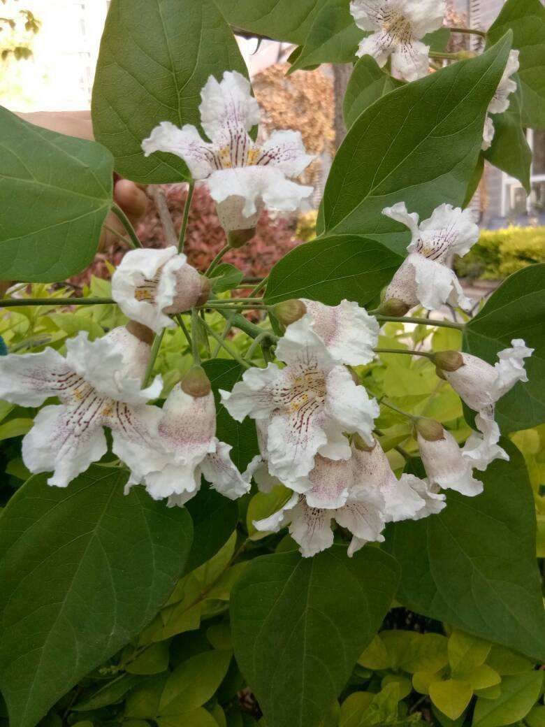 “吉树入吉宅,富贵自然来”,家里的6种树类盆栽,好看又吉祥