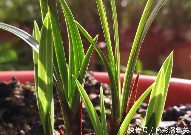 老农|兰花到底是先生根?还是先发芽?看看老农怎么说