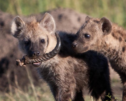 惹人讨厌的非洲斑鬣狗,其实是移动的“钙片机”,能吃肉、会产钙