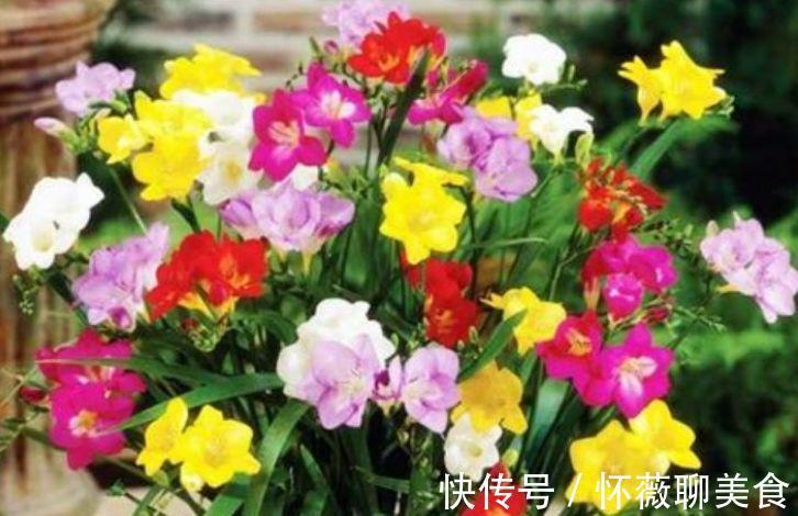 4种女神花养家里,名字好听,花更美,开花漂亮上档次!