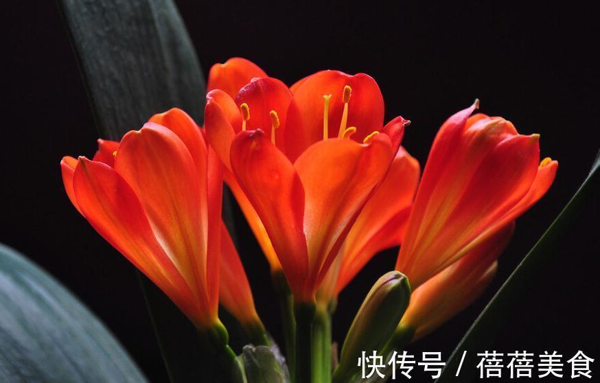 君子兰不开花，做好这5点，花箭呼呼往外窜，冬天就能开花