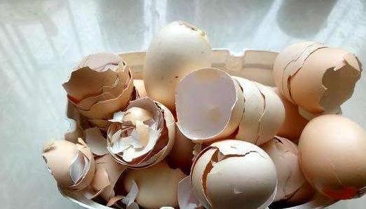 君子兰盆里扔2种垃圾,做好2点,度夏更轻松