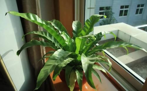 养花用氮、磷、钾肥,该用在什么地方?单独有什么效果?