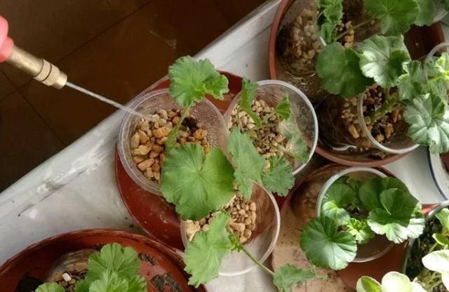 扦插最佳时期到了，有这花赶紧插，沾土就能活！