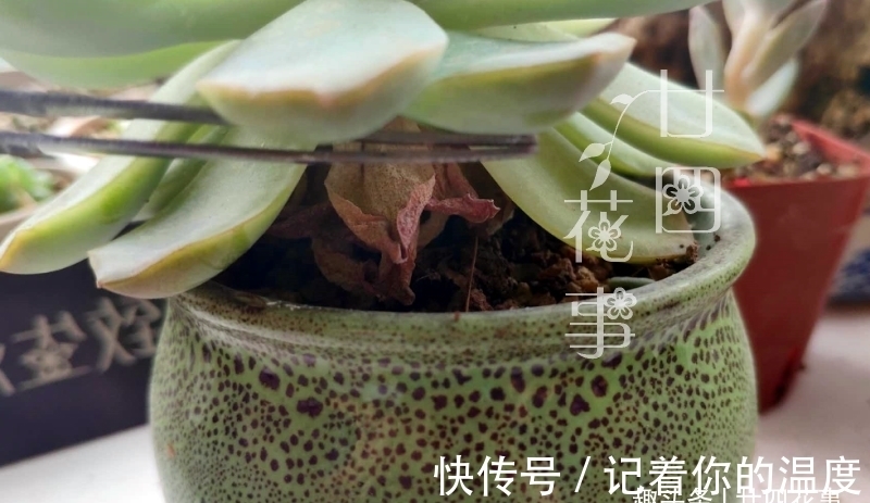 肉肉|多肉枯叶有4种原因,有的要及时摘,有的不能摘,有的要抢救