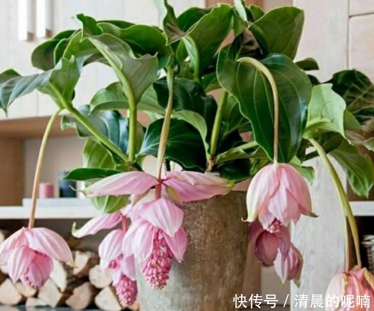 4种花高贵优雅,开花又大又艳,比牡丹美,比绿萝好养!