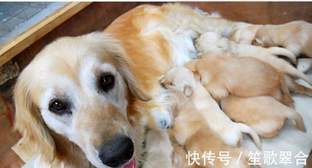 成年犬|缺钙不是老年犬的特有,成年犬也会缺钙,主人要知道怎么补