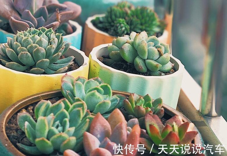 温度对多肉根系的生长,到底有什么影响