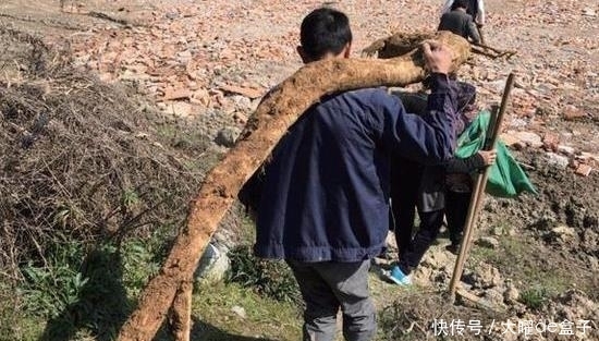 葛根|女人吃葛根好处多,但这“3个时间”不宜吃,可能会起“反作用”