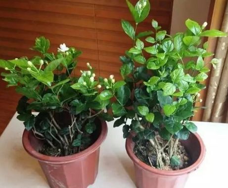 栀子花|开春后,栀子花要“狠心剪”,10天喝一次“营养水”,花朵猛爆