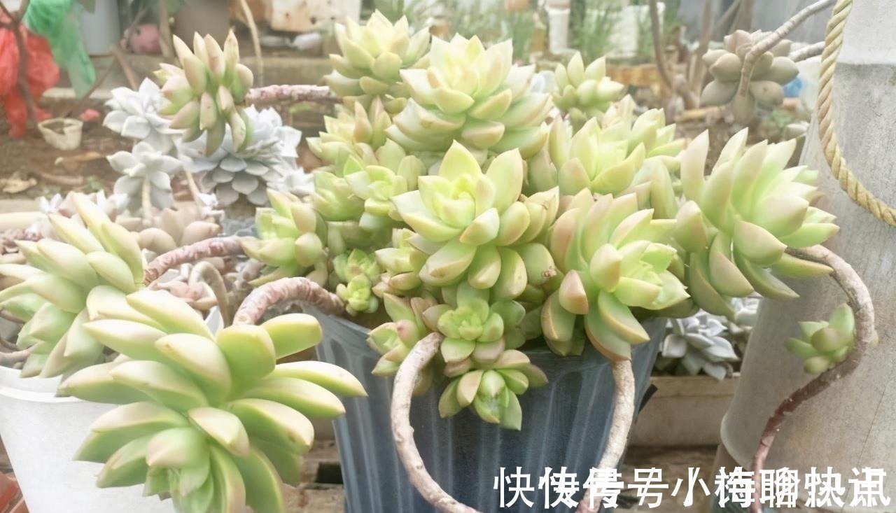 养多肉3年顺风顺水，多亏选了6种大普货，现在全是大老桩