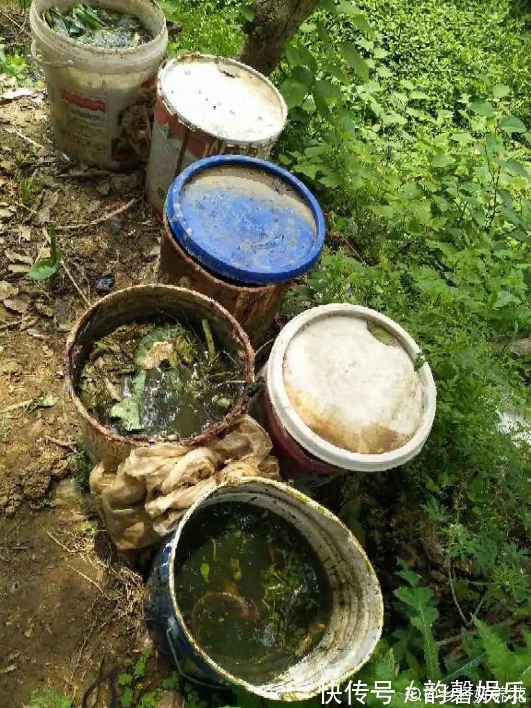 肥料|最好用的养花肥,盆里撒一把,1年不用换盆了