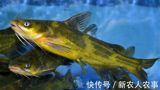 刺黄股|钓鲫鱼意外收获大货,贵阳钓友喜中一斤重的黄颡鱼,直接拉到手软