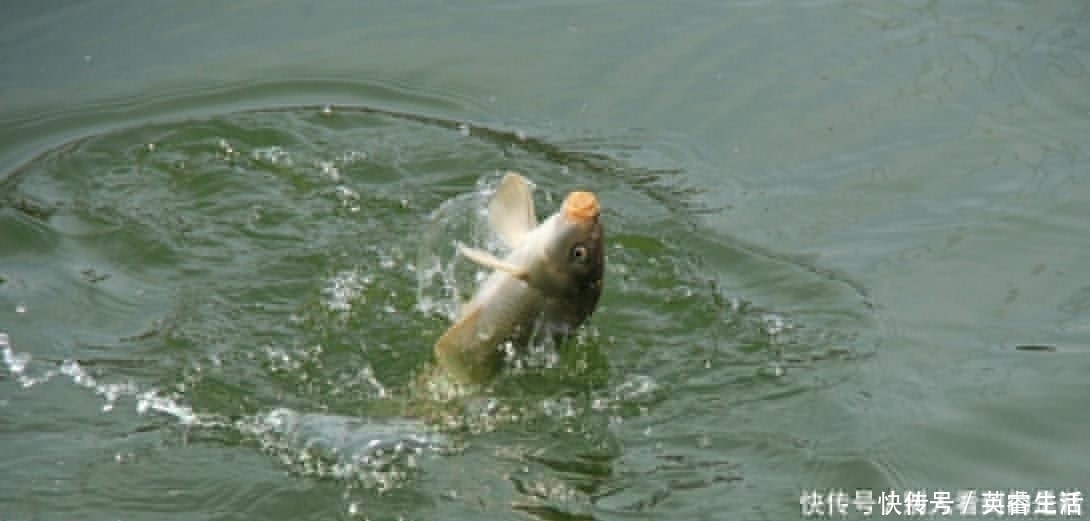 二段式|刺鱼时,这一个小技巧很多钓友都不知道,切线跑鱼大多因为它