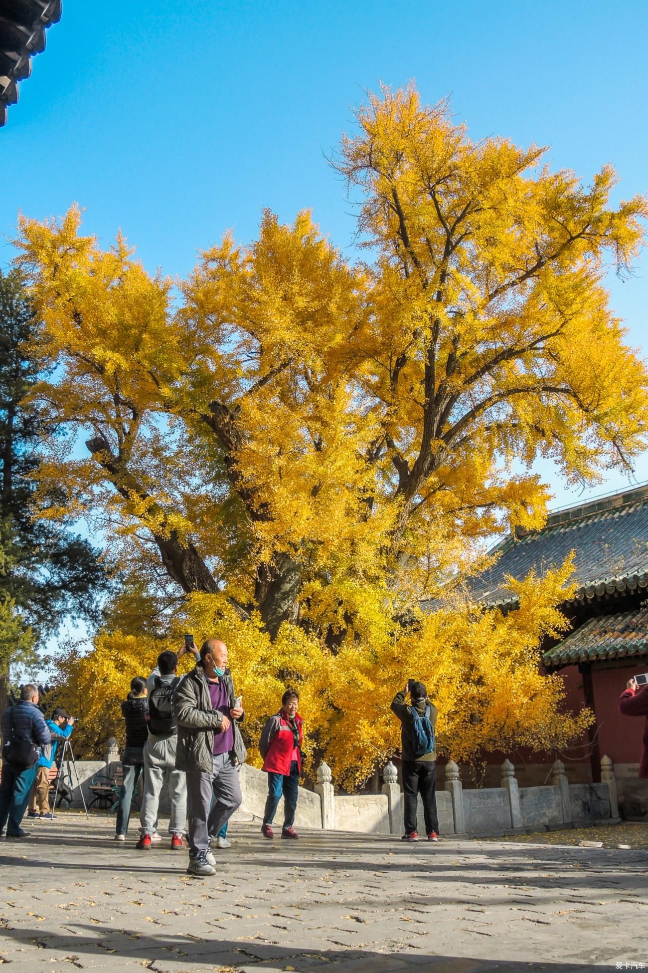 赏秋|西山大觉寺赏秋正当时