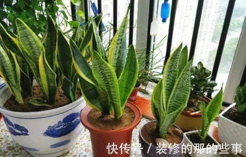 侧芽|比人高的“虎皮兰”，到底什么原因，让它这样疯长