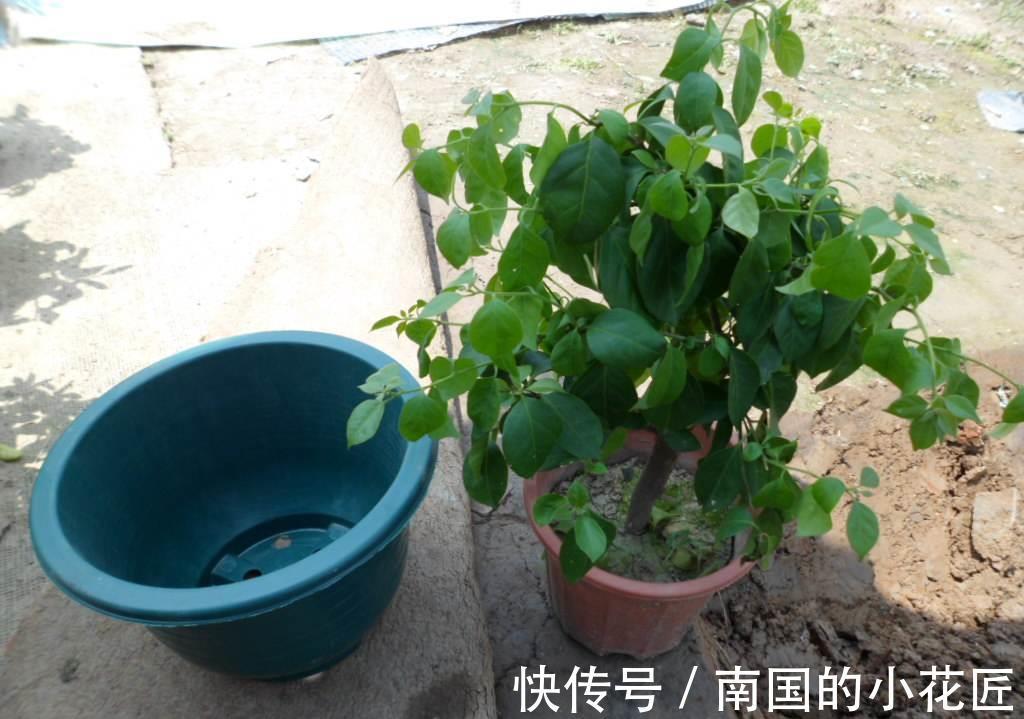 漂亮花|4种“漂亮花”,“穷养”长得旺,精心呵护活不长