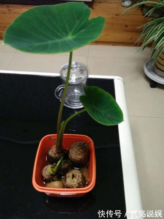 玉米粒|2个月没在家,厨房的菜变成小森林,再也不用买花了!水培蔬菜盆