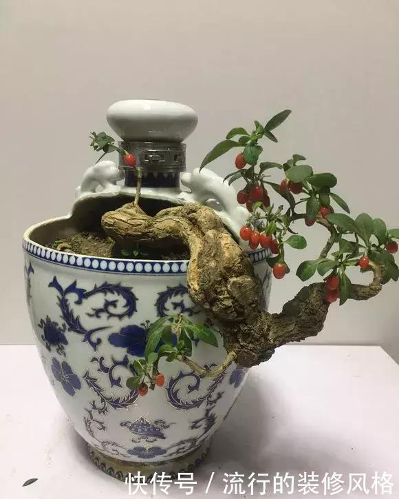 花盆还在买?一找一大堆,1毛钱不花,比买的花盆还要好