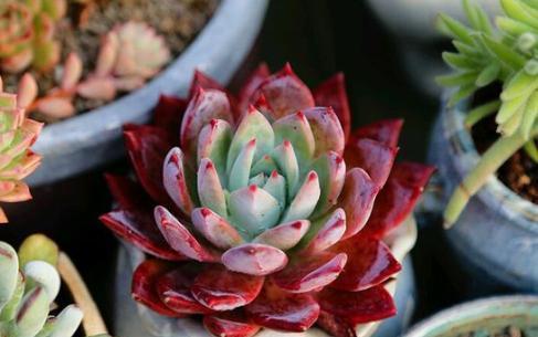 1种家家都有的“废水”，简单一处理，养啥旺啥，多肉也不例外