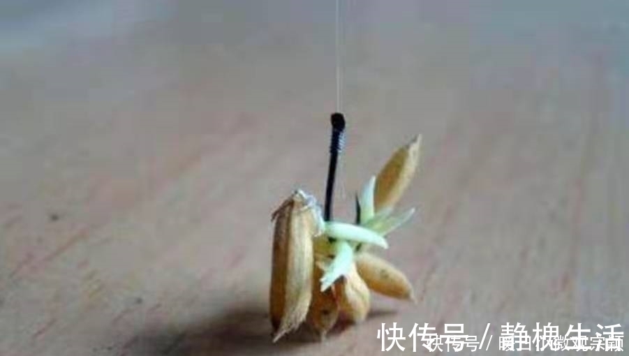 三十年了,这天然饵着实令人佩服,草鱼鲤鱼一见就咬钩,特别过瘾