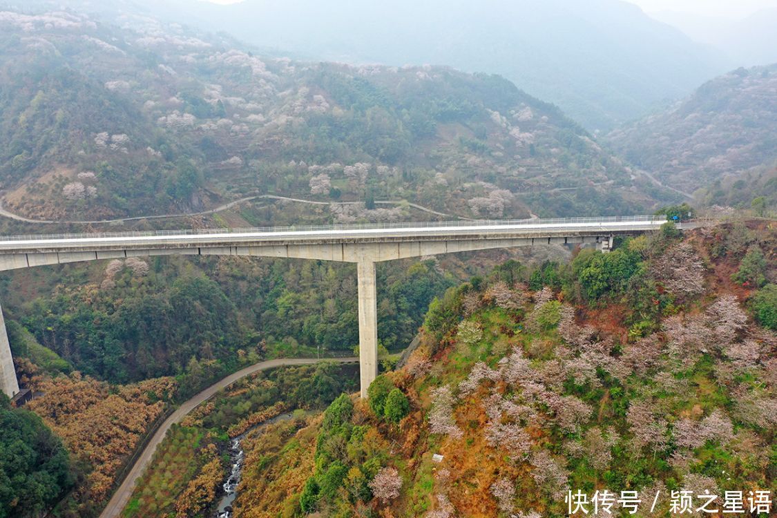 高山村落，樱花盛开，天空之境，天上人间