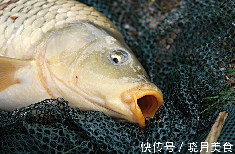 藻腥|寒冬钓鲤鱼，钓饵味型这样配，天气再冷，也有鱼口