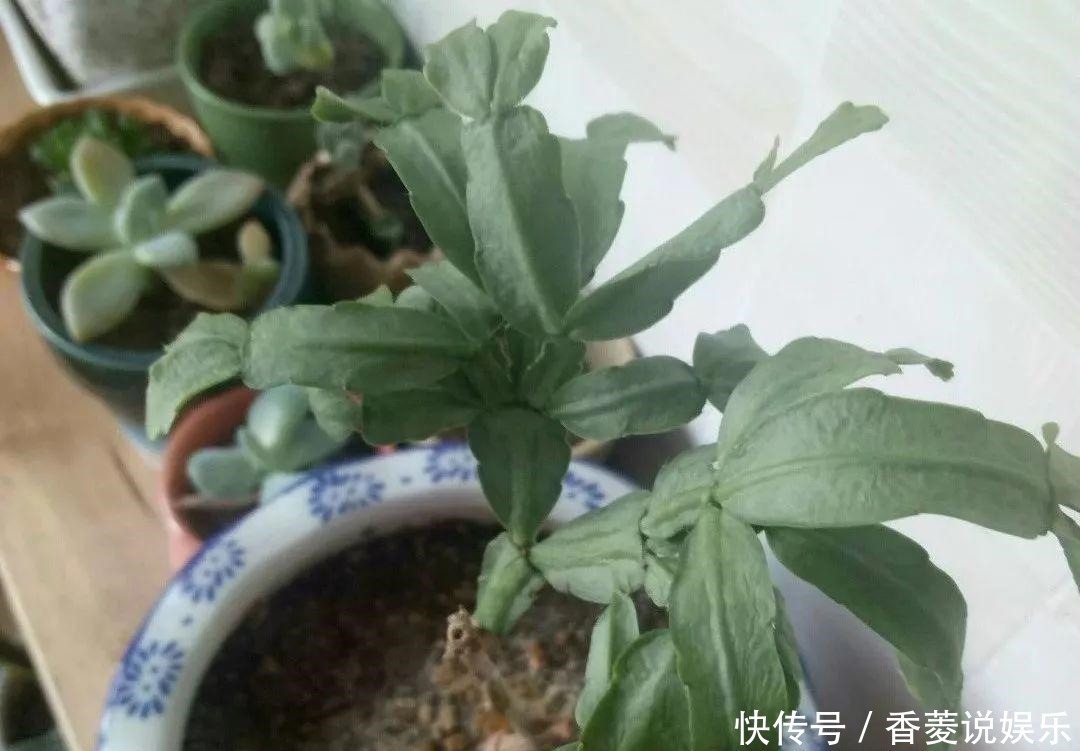 修剪|养花不能有的坏习惯,随心所欲养不好花,看看你中招几条