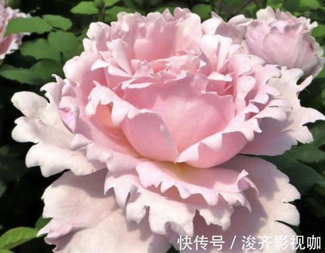 长寿花|爷爷养花，从不用“营养液”，路边捡“2种料”，养啥花都爆盆！