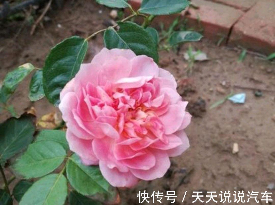 月季冬季要休眠,说说月季的冬季养护技巧