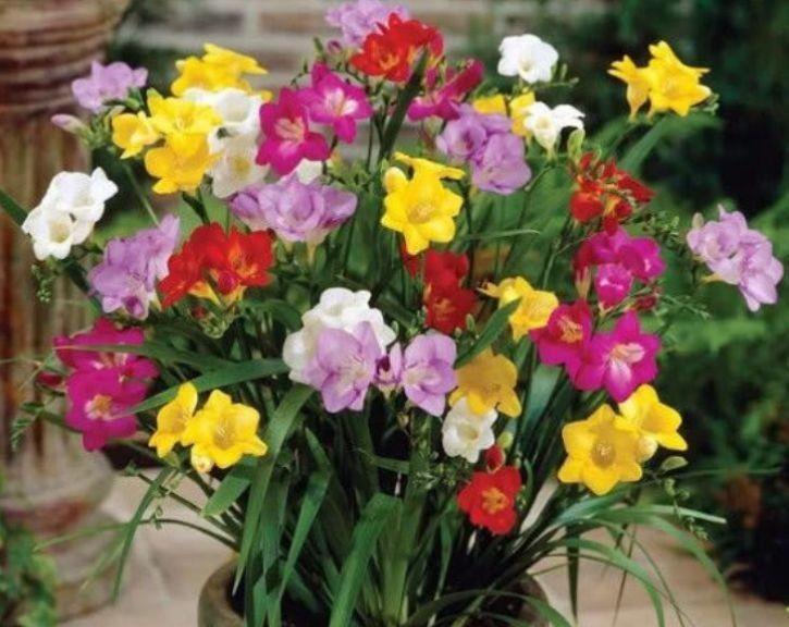 适合冬天养的花卉，风吹开花旺，满屋子飘香