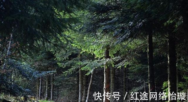 黑暗小说|还《格林童话》一个清白,评价善恶的标尺,怎么就成了黑暗小说?