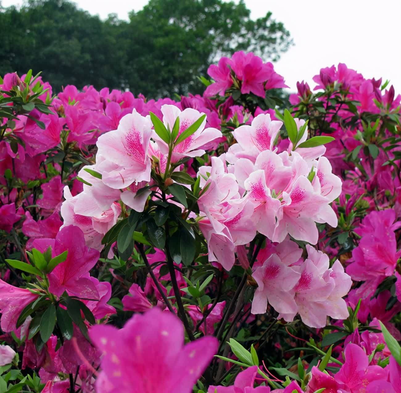 杜鹃花的五大品系，各有特色，你值得拥有