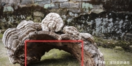 上山|男子上山砍柴捡到“一大片灵芝”,带回家爷爷仔细瞧后,汗毛直立