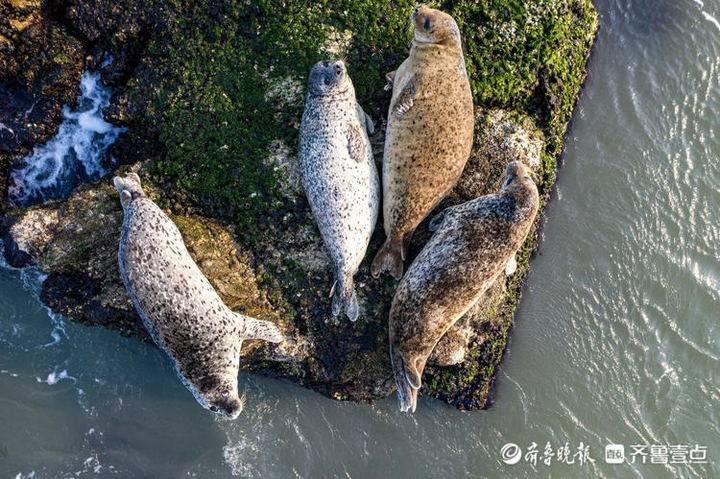 清明小长假，乘“蓬长仙境”专列游长岛，约会海豹与鸥鸟