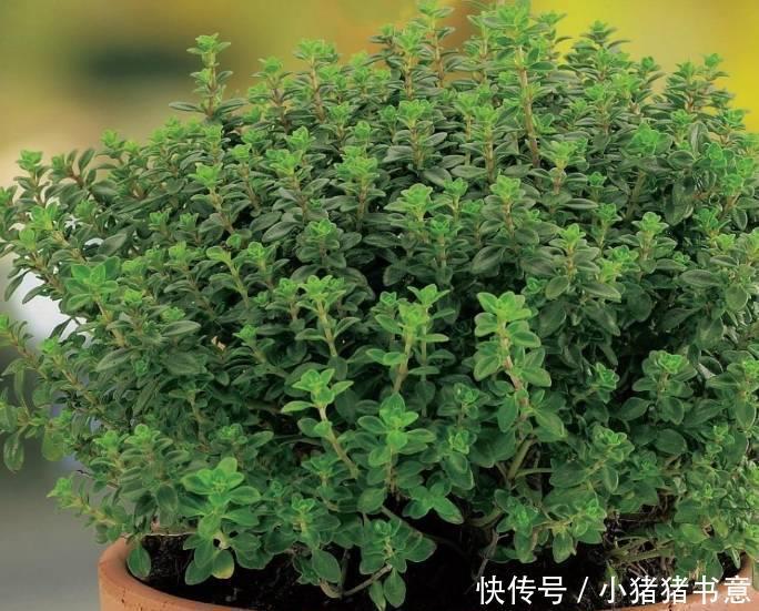 喜欢叶子有香味的花?5种芳香的绿植,比绿萝更好养更耐看