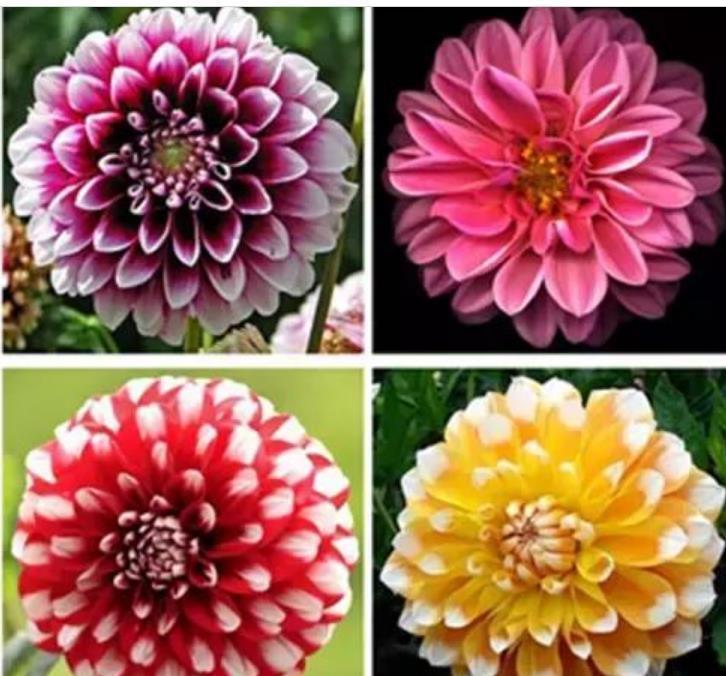 最适合新手养的4种花,沾土就能活,开花量大,花开枝繁叶茂