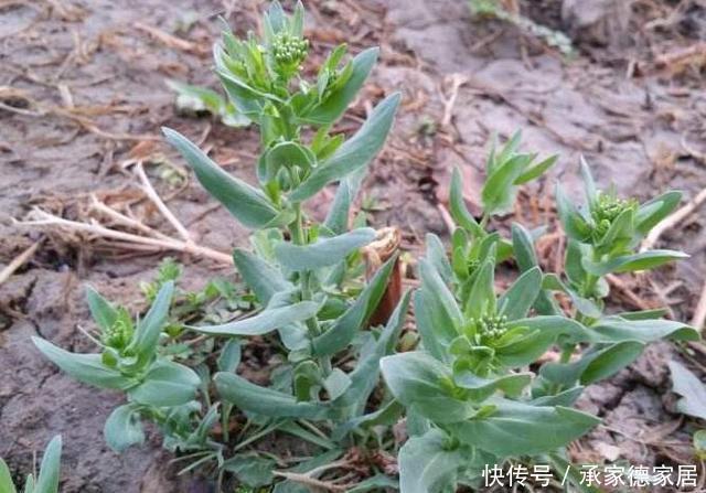 农村|虽有王命,不留其行!农村常见的麦蓝菜,为何叫“王不留行”?